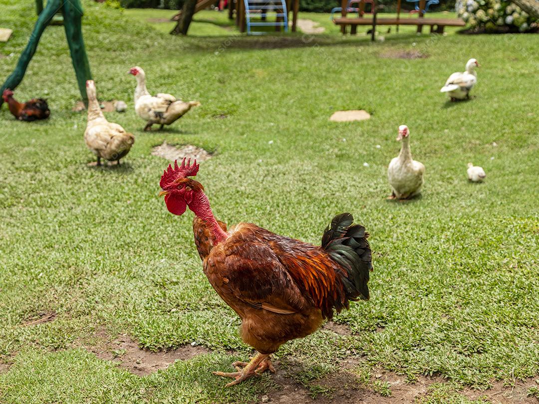 Frango ao ar livre em uma granja tradicional Imagem JPG