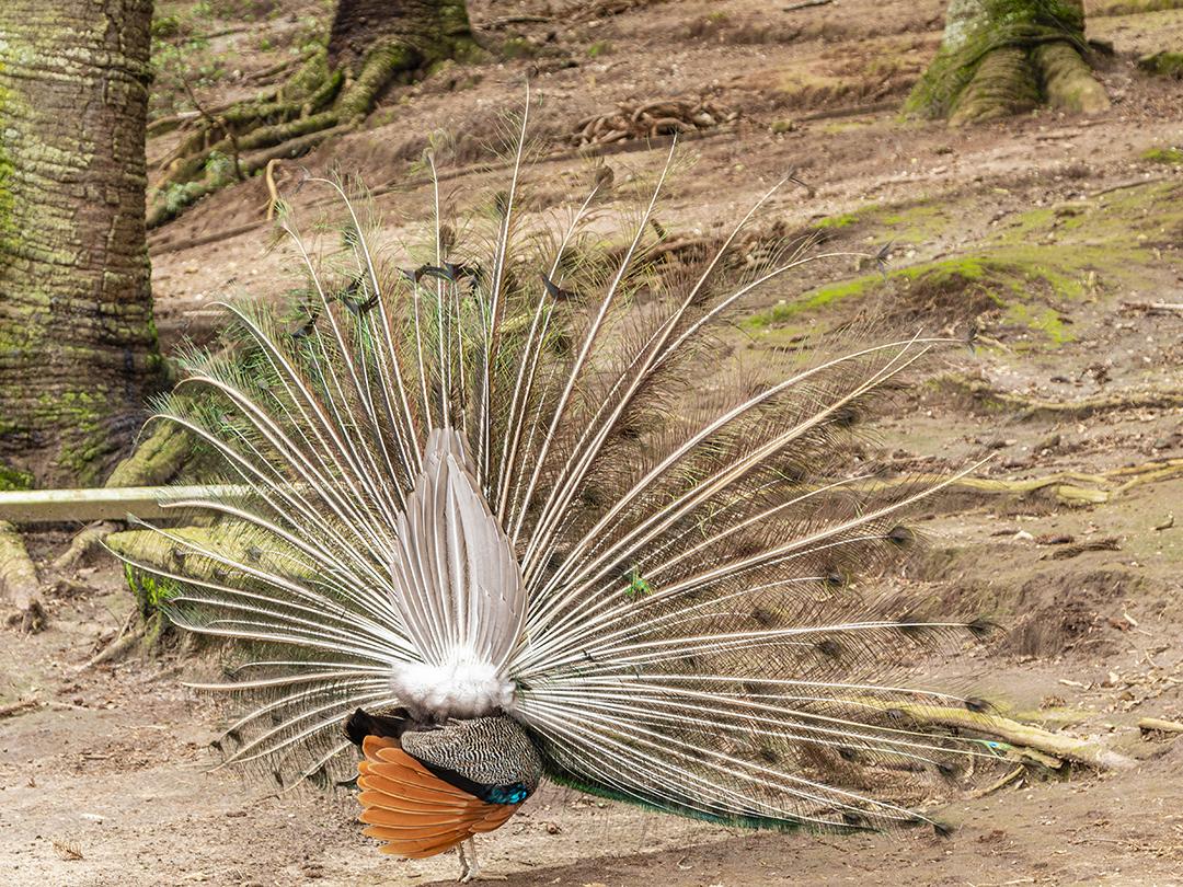 Incrível pavão macho indiano Pavo cristatus Imagem JPG