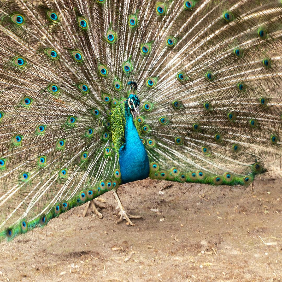 Incrível pavão macho indiano Pavo cristatus Imagem JPG