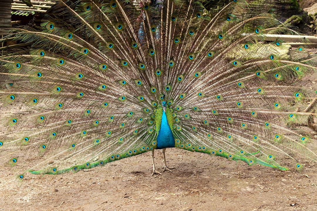 Incrível pavão macho indiano Pavo cristatus Imagem JPG