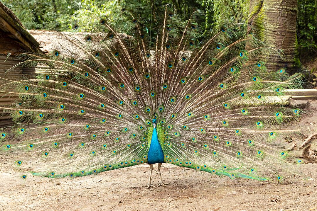 Incrível pavão macho indiano Pavo cristatus Imagem JPG