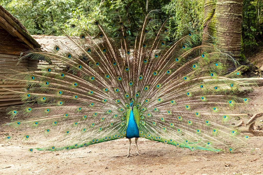 Incrível pavão macho indiano Pavo cristatus Imagem JPG