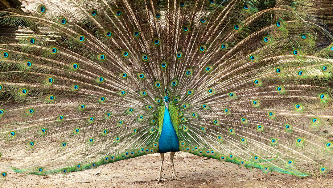 Incrível pavão macho indiano Pavo cristatus Imagem JPG