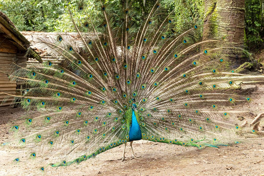 Incrível pavão macho indiano Pavo cristatus Imagem JPG