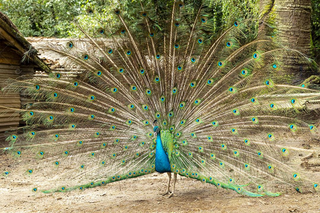 Incrível pavão macho indiano Pavo cristatus Imagem JPG