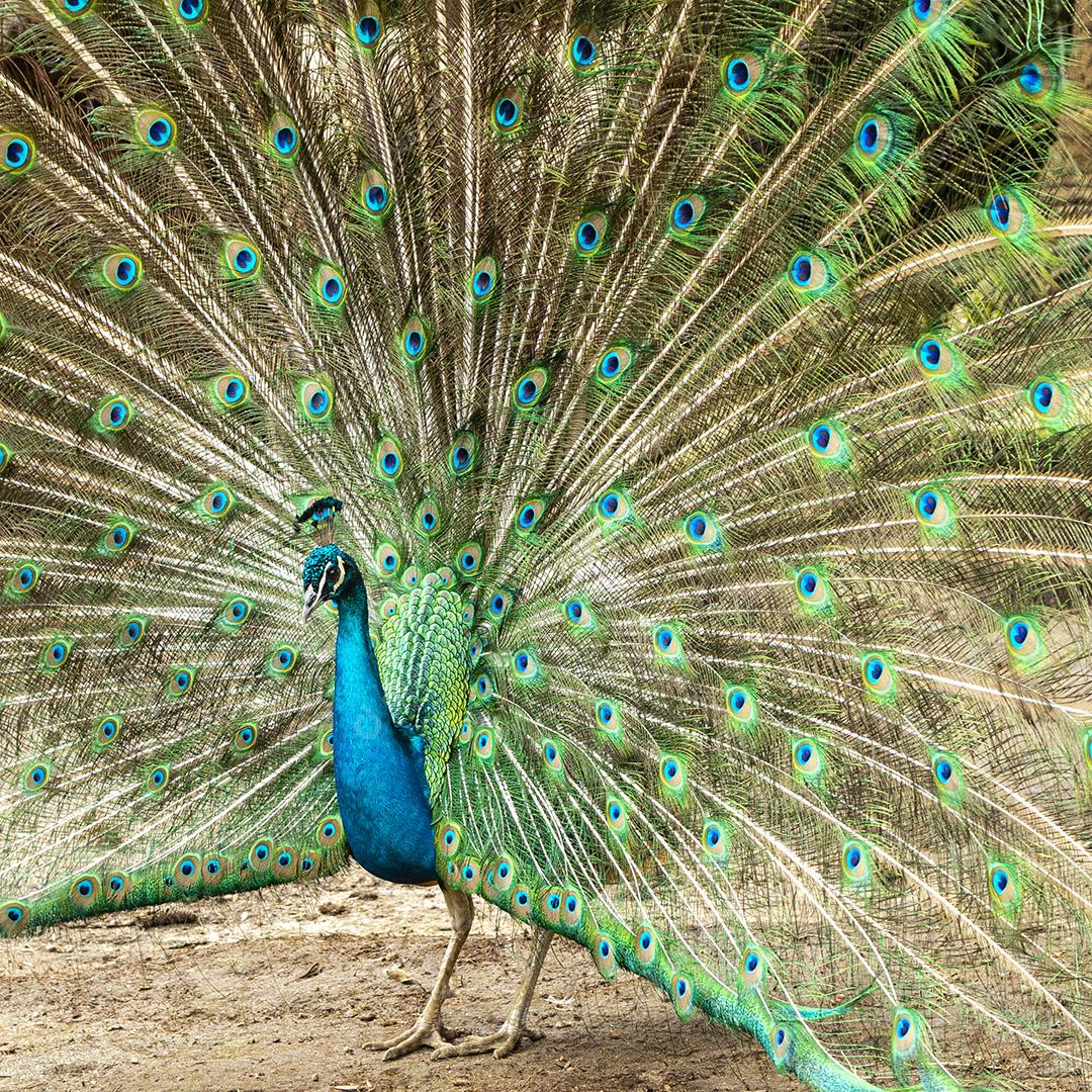 Incrível pavão macho indiano Pavo cristatus Imagem JPG