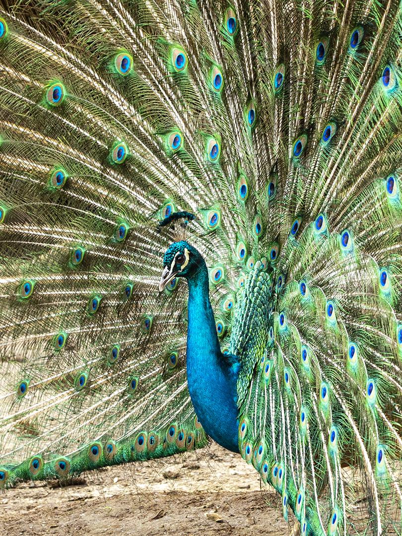 Incrível pavão macho indiano Pavo cristatus Imagem JPG