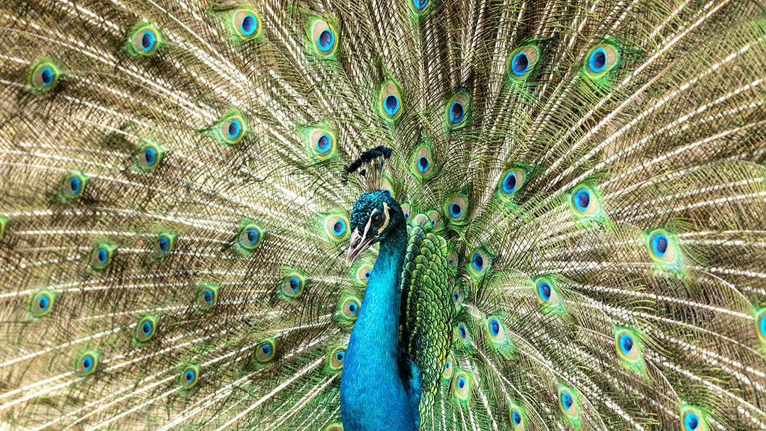 Incrível pavão macho indiano Pavo cristatus Imagem JPG