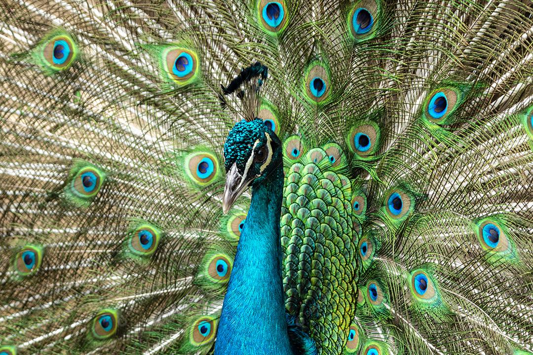 Incrível pavão macho indiano Pavo cristatus Imagem JPG