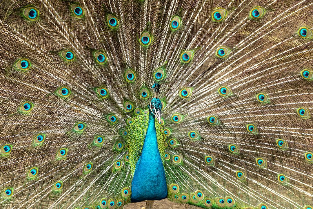 Incrível pavão macho indiano Pavo cristatus Imagem JPG