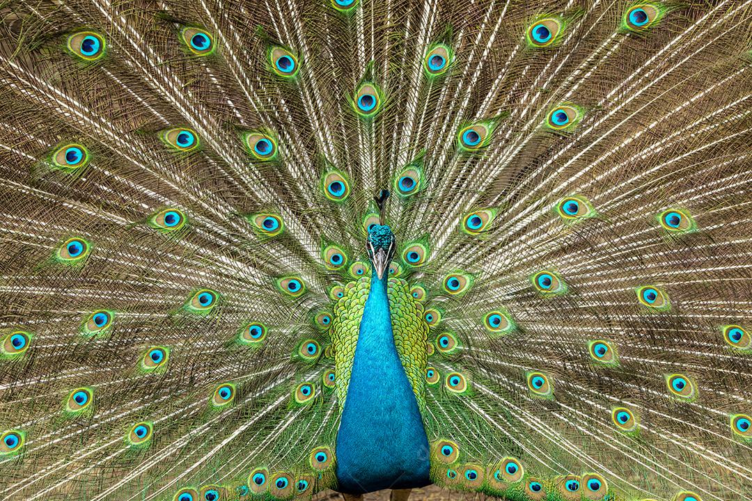 Incrível pavão macho indiano Pavo cristatus Imagem JPG