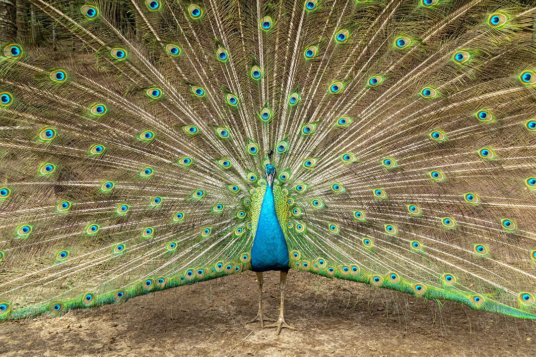 Incrível pavão macho indiano Pavo cristatus Imagem JPG