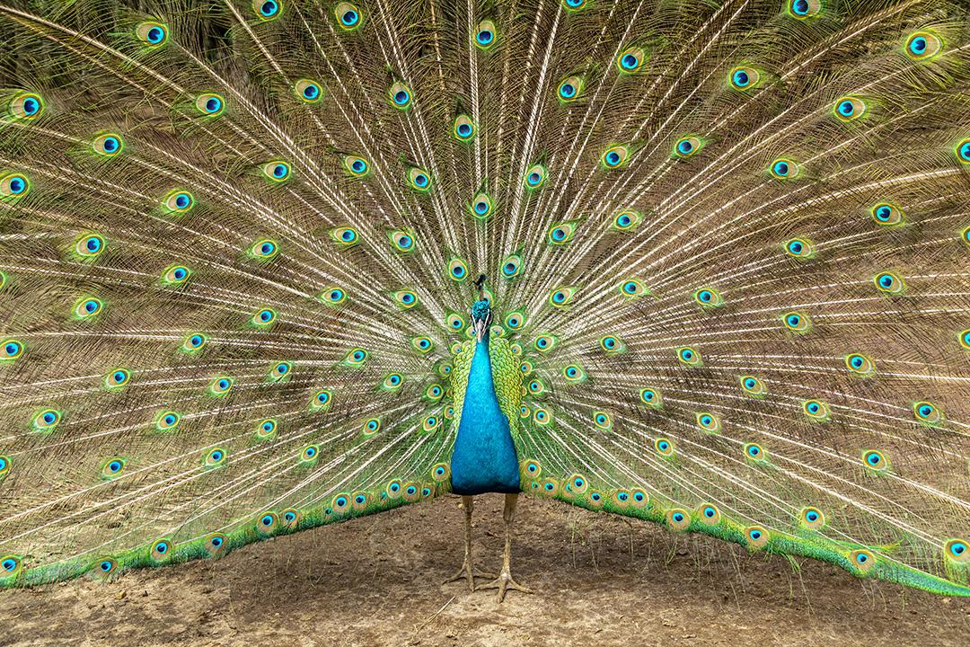 Incrível pavão macho indiano Pavo cristatus Imagem JPG