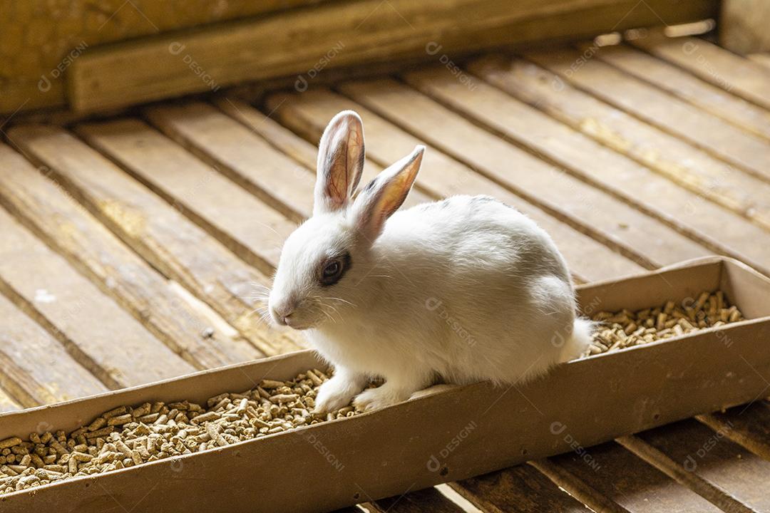 Coelho fofo sentado no pote de comida Imagem JPG