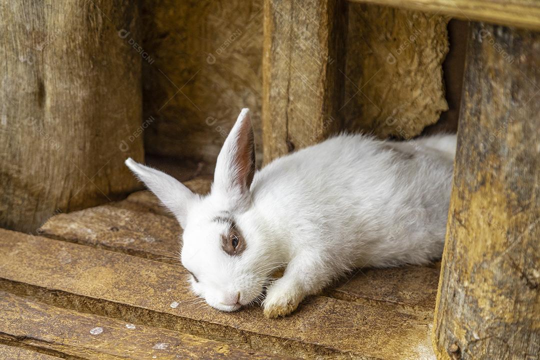 Coelho fofo sentado no pote de comida Imagem JPG