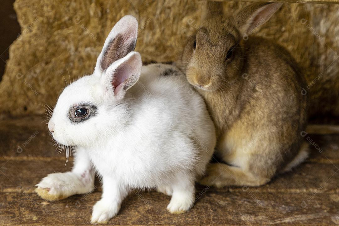 Coelho fofo sentado no pote de comida Imagem JPG