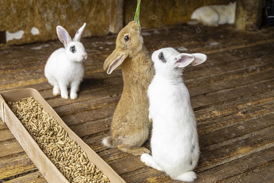 Coelho fofo sentado no pote de comida Imagem JPG