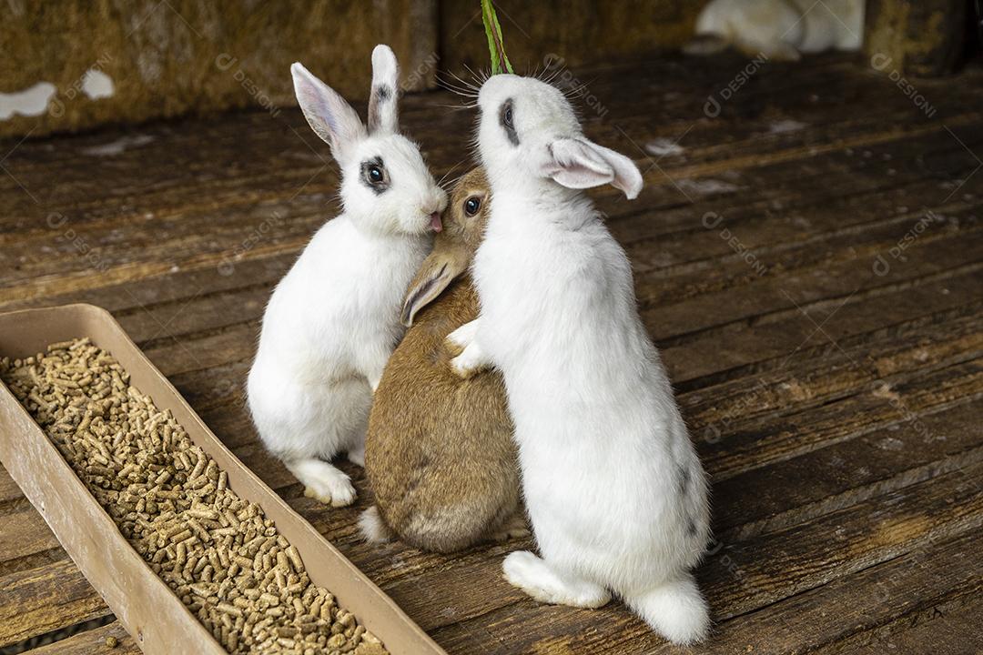 Coelho fofo sentado no pote de comida Imagem JPG