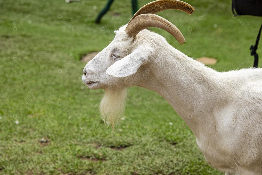 Closeup na cabra na fazenda Imagem JPG