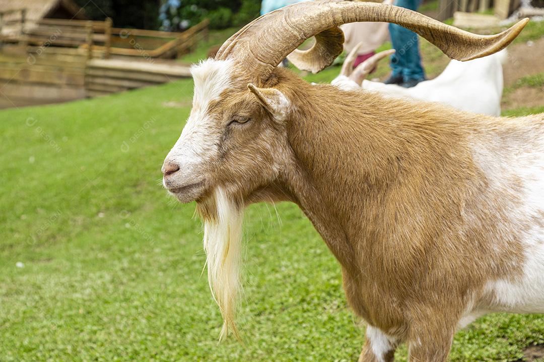 Closeup na cabra na fazenda Imagem JPG