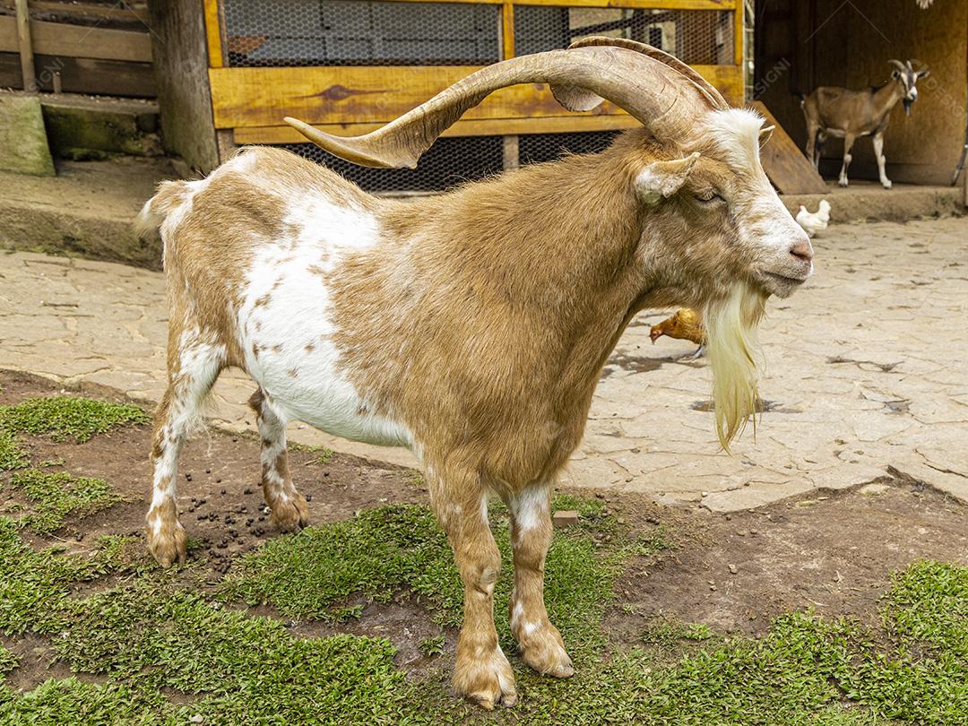 Closeup na cabra na fazenda Imagem JPG