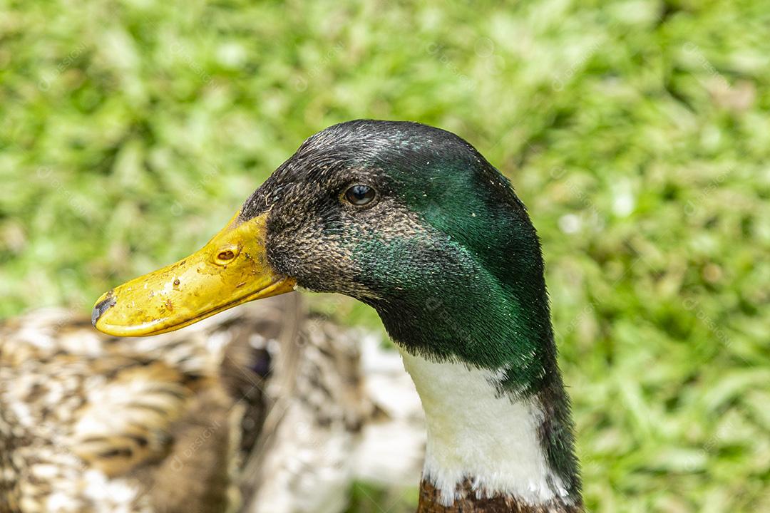 Lindos patos deitados na grama descansando Imagem JPG
