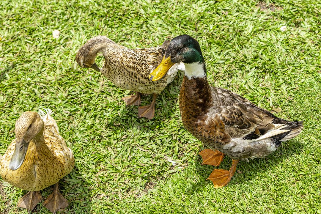 Lindos patos deitados na grama descansando Imagem JPG