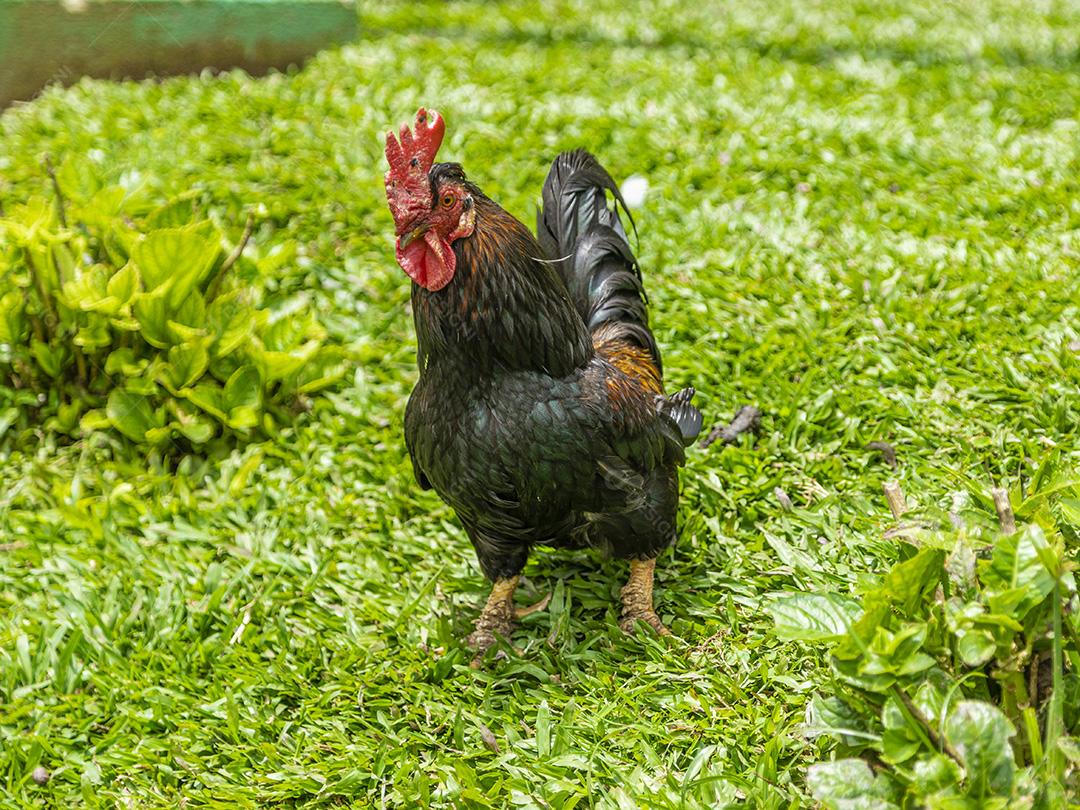 Frango ao ar livre em uma granja tradicional Imagem JPG