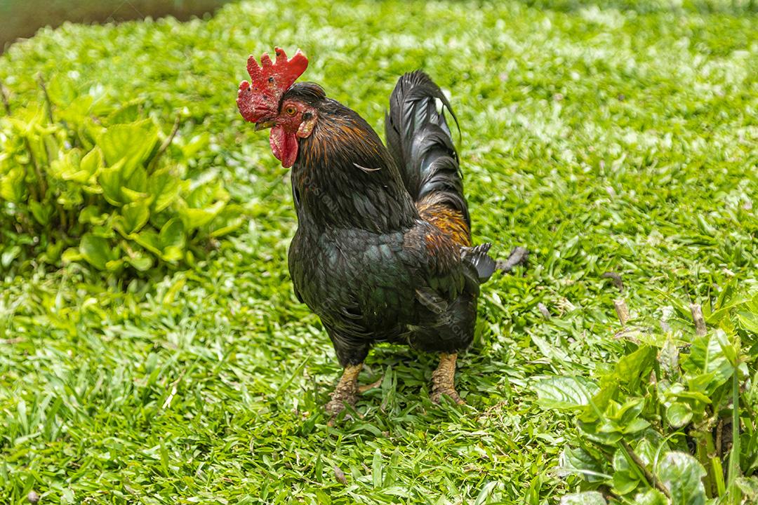 Frango ao ar livre em uma granja tradicional Imagem JPG