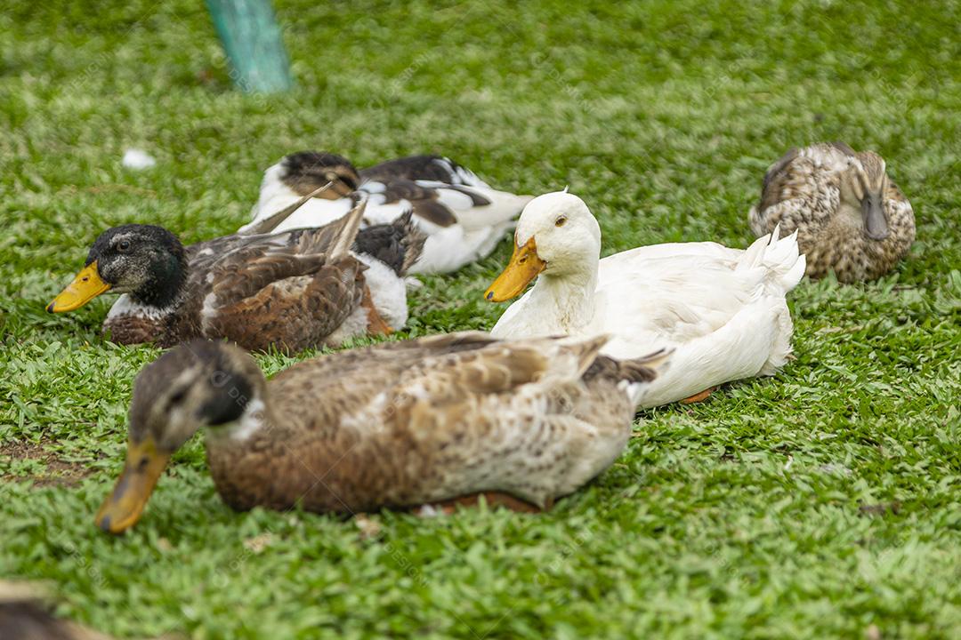 Lindos patos deitados na grama descansando Imagem JPG
