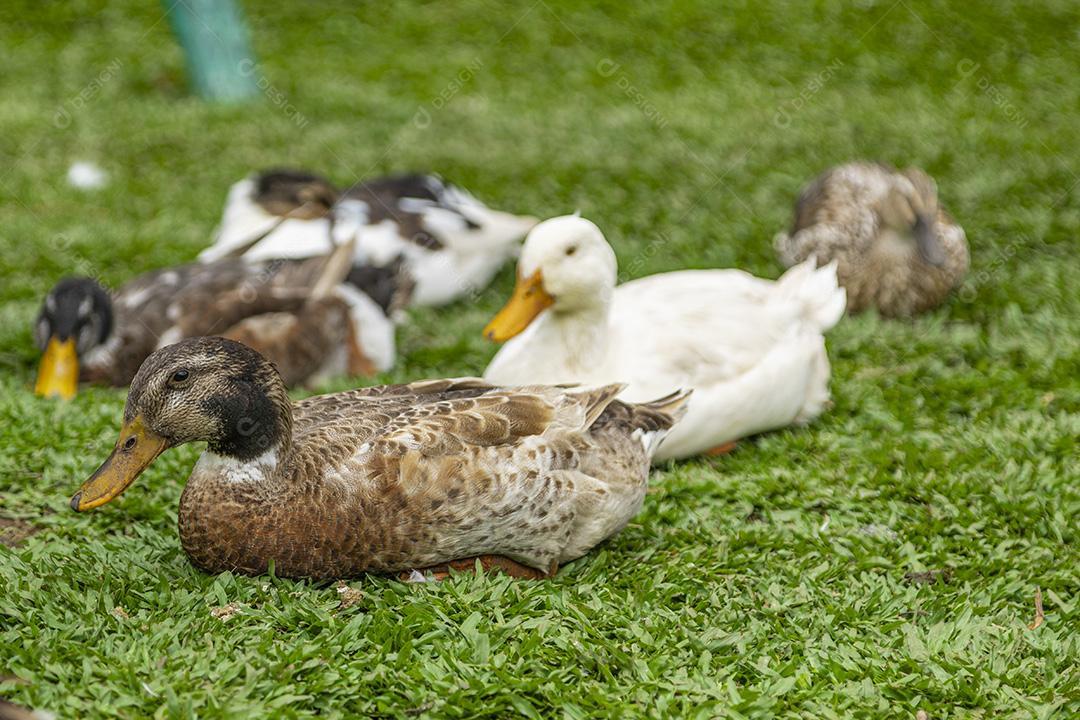 Lindos patos deitados na grama descansando Imagem JPG