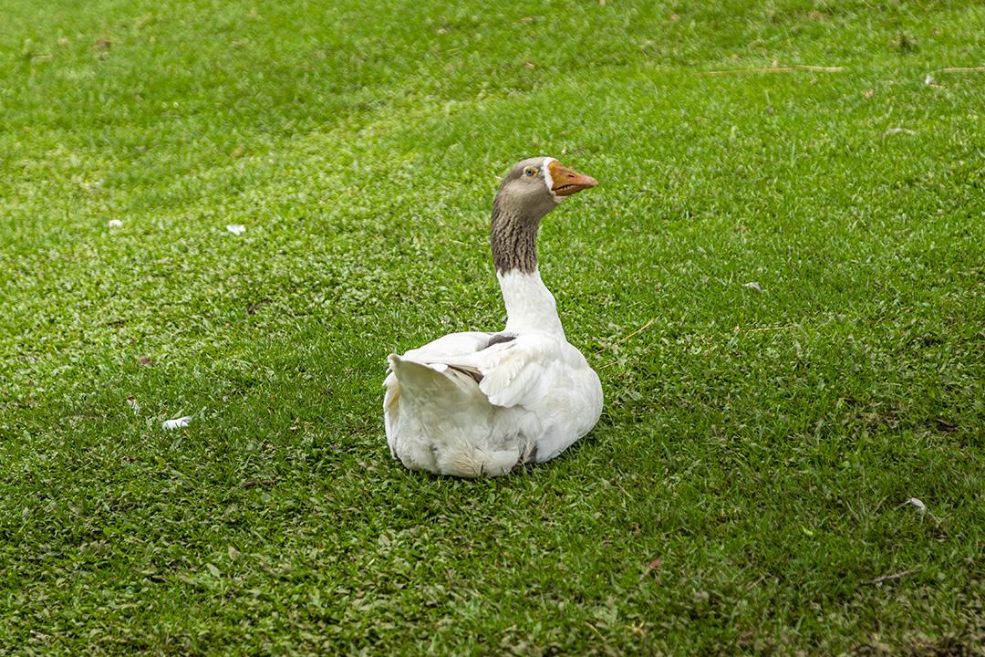 Lindos patos deitados na grama descansando Imagem JPG
