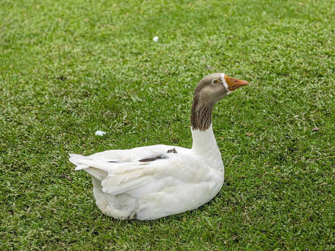 Lindos patos deitados na grama descansando Imagem JPG