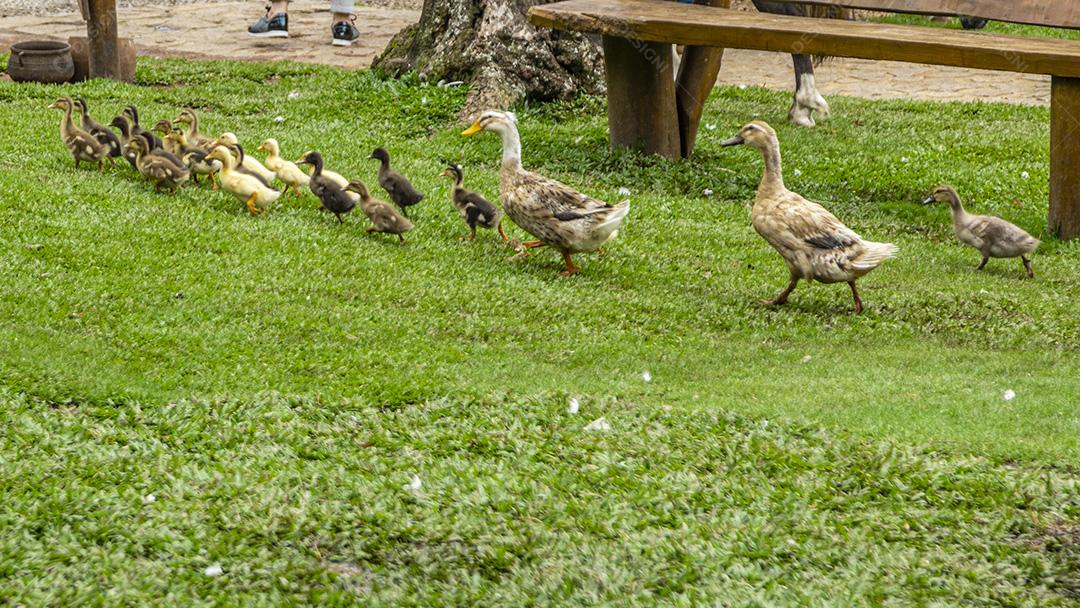 Lindos patos deitados na grama descansando Imagem JPG