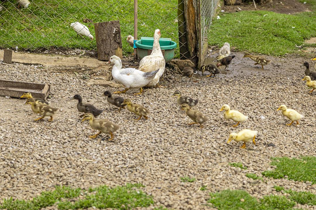 Lindos patos deitados na grama descansando Imagem JPG