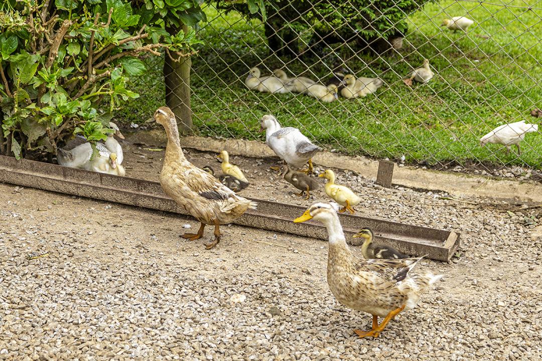 Lindos patos deitados na grama descansando Imagem JPG