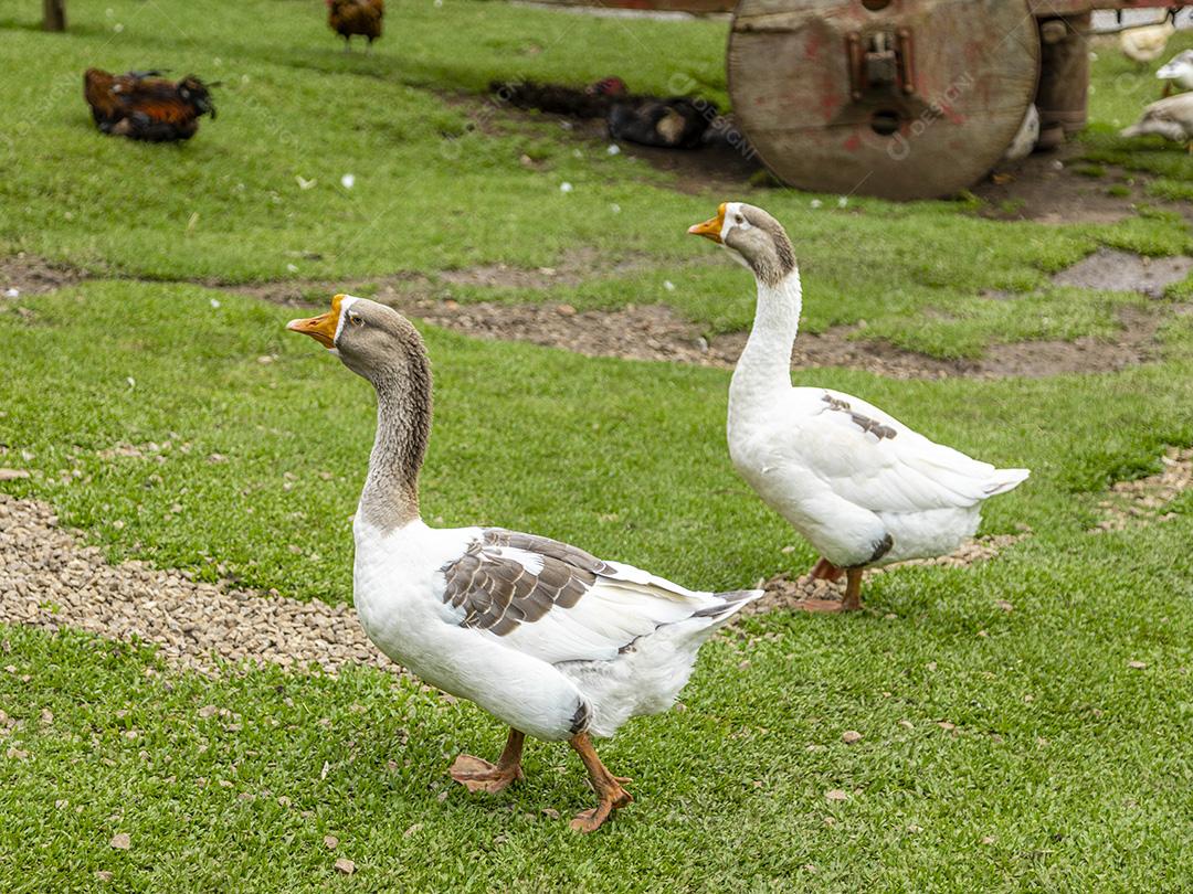 Lindos patos na grama descansando Imagem JPG
