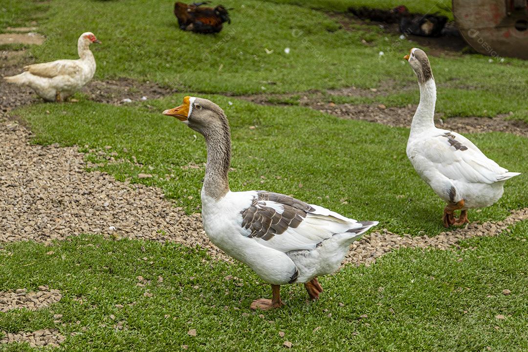 Lindos patos na grama descansando Imagem JPG