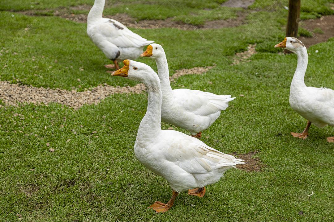 Lindos patos na grama descansando Imagem JPG