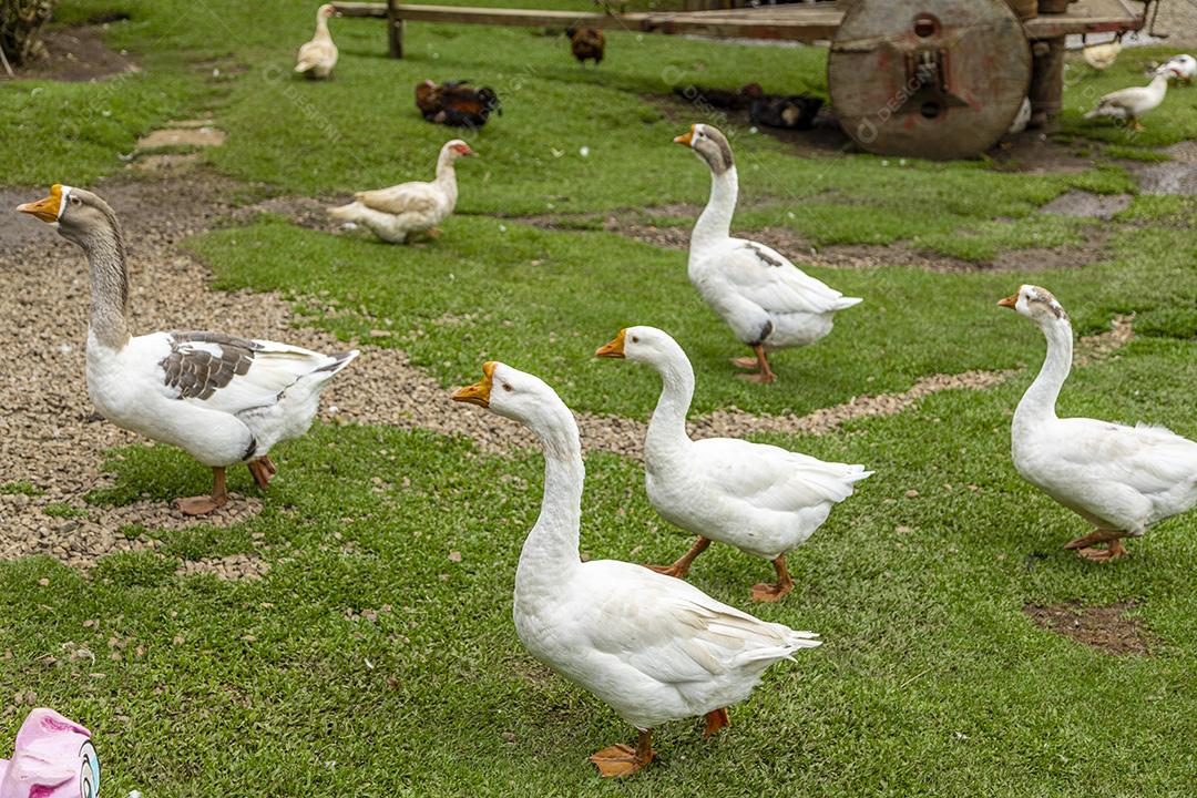 Lindos patos na grama descansando Imagem JPG