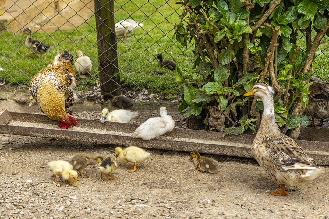 Uma família de patos comendo na fazenda Imagem JPG