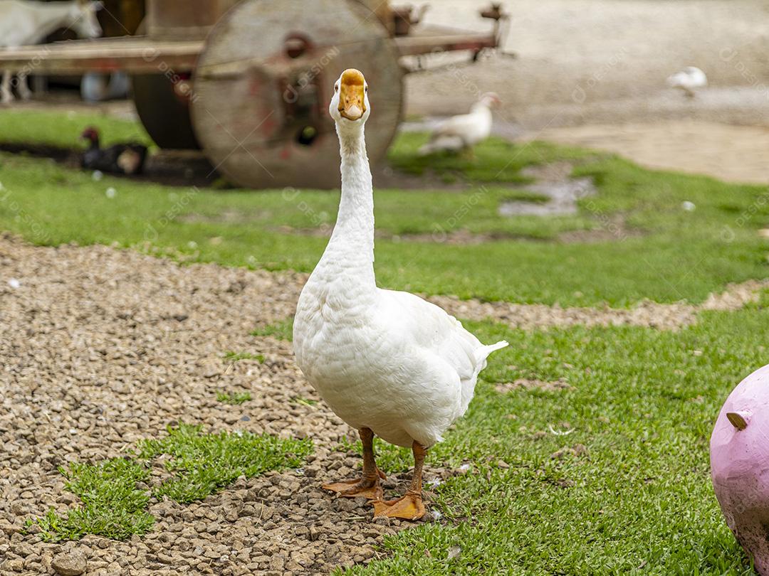 Lindos patos na grama descansando Imagem JPG