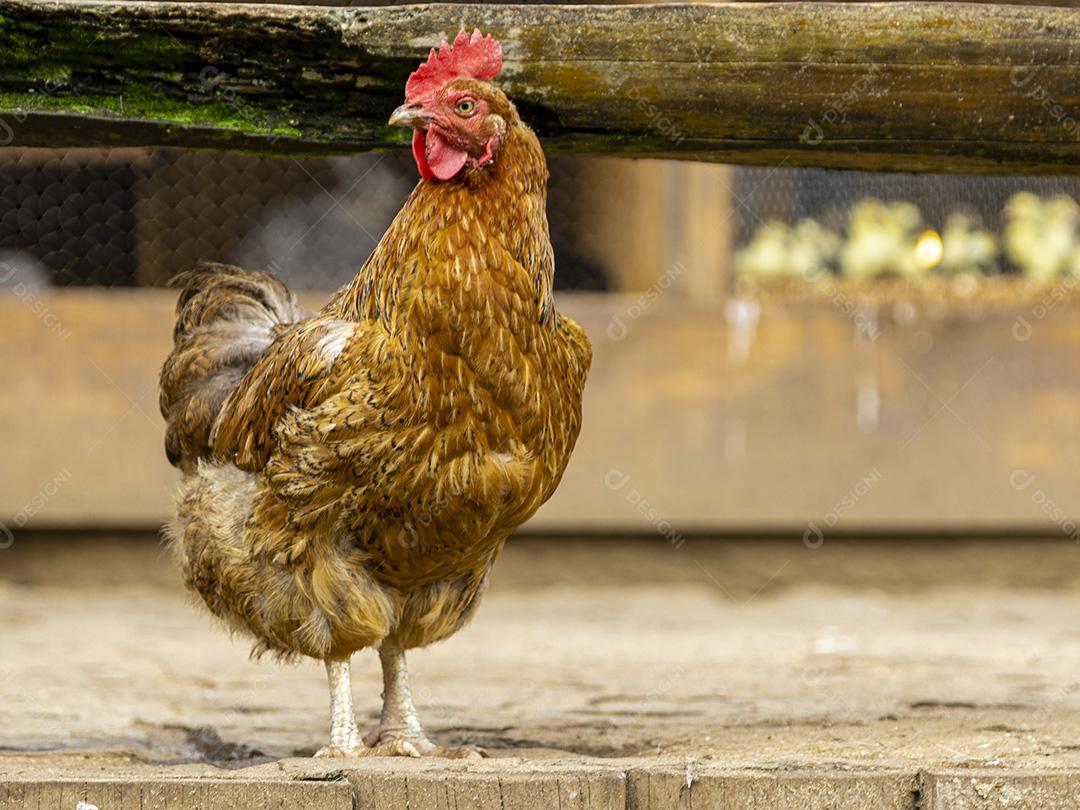 Frango ao ar livre em uma granja tradicional Imagem JPG