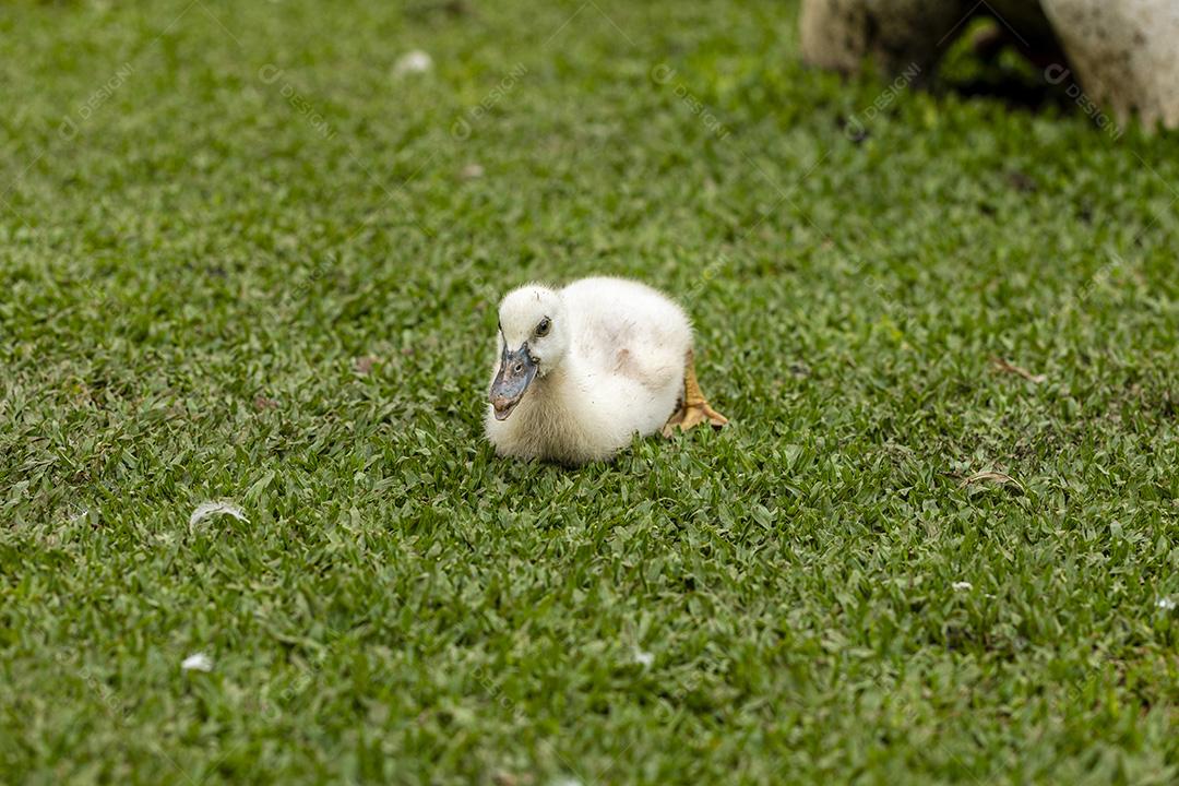 Lindos patos na grama descansando Imagem JPG