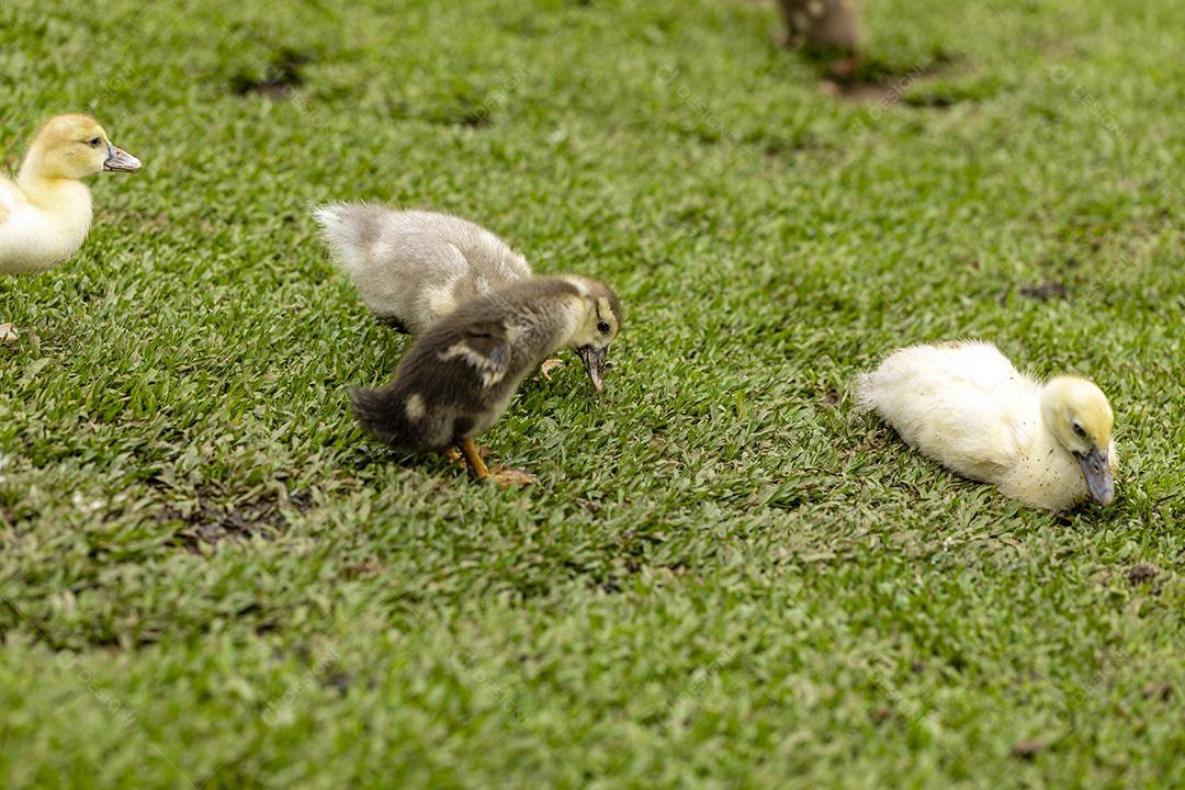 Lindos patos na grama descansando Imagem JPG
