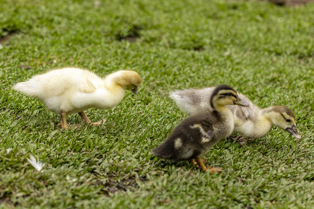 Lindos patos na grama descansando Imagem JPG