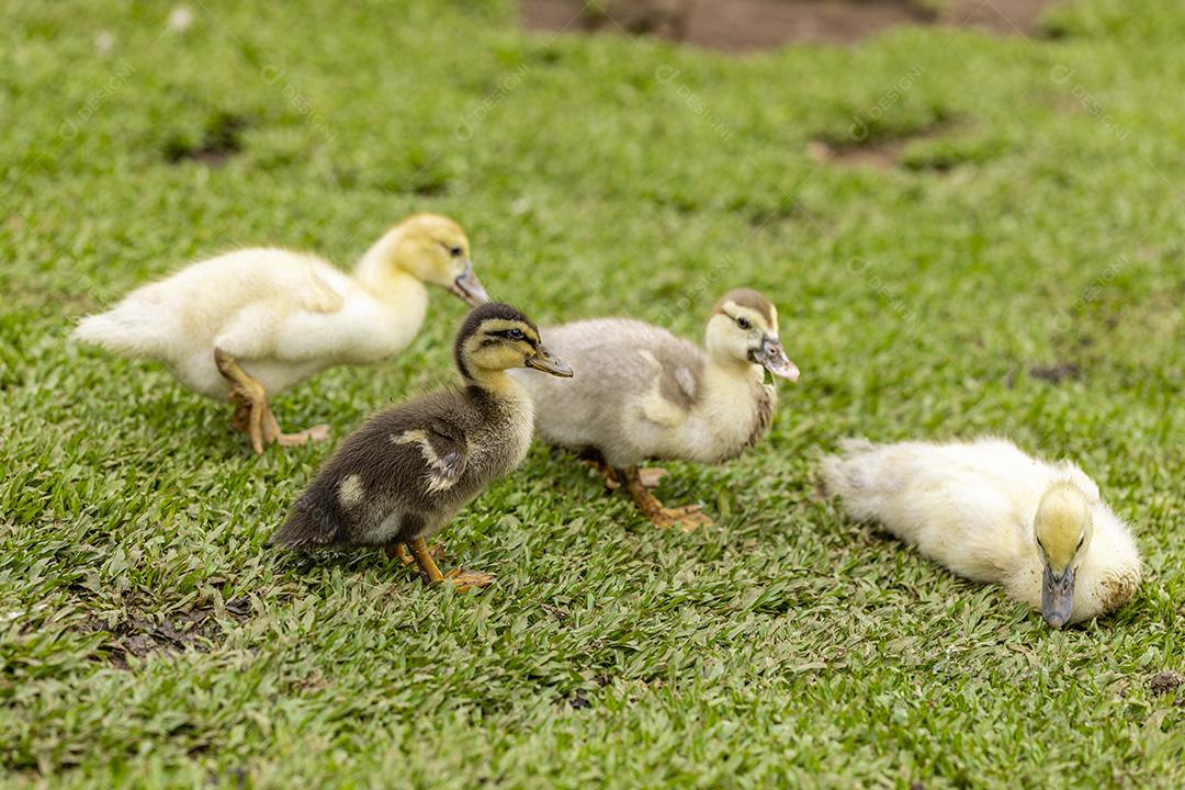 Lindos patos na grama descansando Imagem JPG