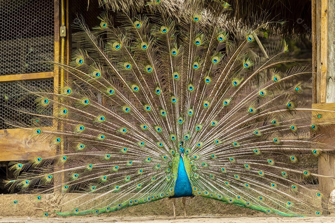 Incrível pavão macho indiano Pavo cristatus Imagem JPG