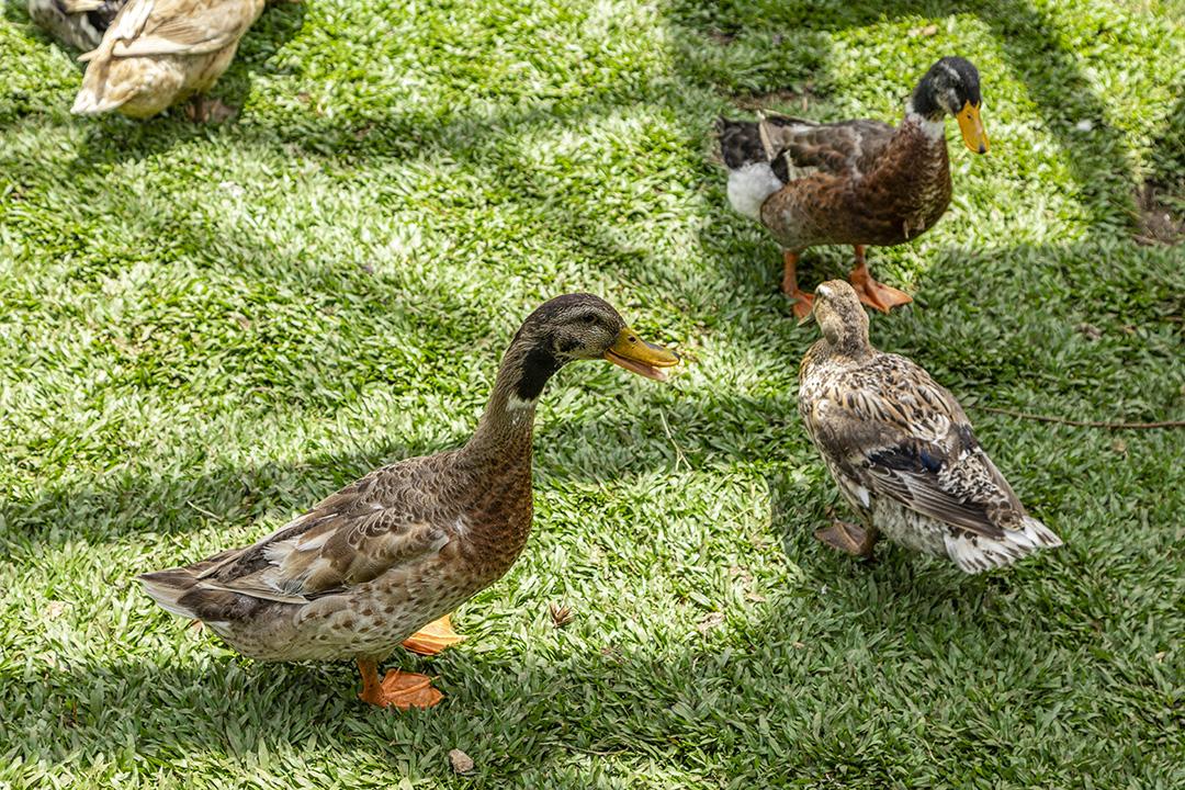 Lindos patos na grama descansando Imagem JPG