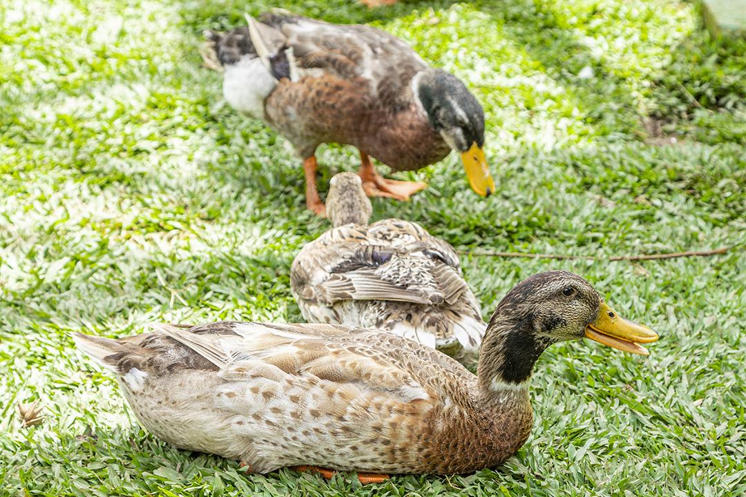Lindos patos na grama descansando Imagem JPG